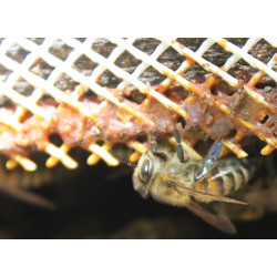 Propolis VRAC Bio (gr)