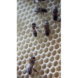 Cire opercule BRUTE bio 100% de nos abeilles!!