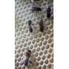 Cire opercule BRUTE bio 100% de nos abeilles!!