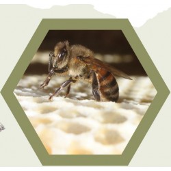 Cire opercule BRUTE bio 100% de nos abeilles!!