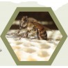 Cire opercule BRUTE bio 100% de nos abeilles!!
