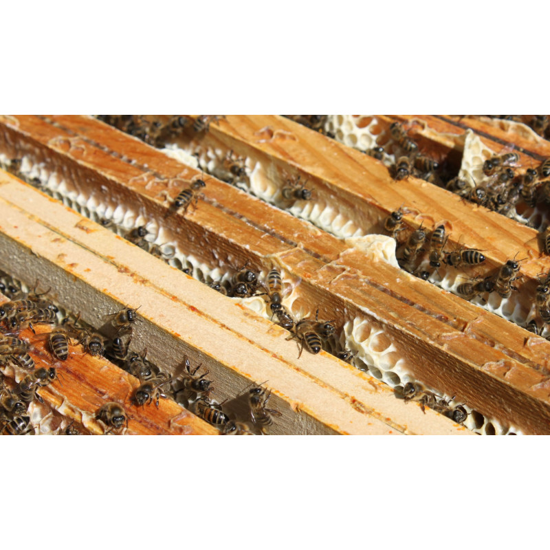 Essaim abeille bio sur 5 c