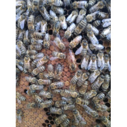 Essaim abeille bio sur 5 c