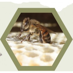 Cire opercule gaufrée bio 100% de nos abeilles!!